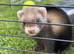 X2 polecat x1 albino boy x1 sandy girl