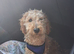 Poodle called sandy