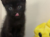 Kitten looking for a home..
