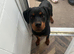 6 MONTH OLD ROTTWEILER BOY