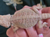 100% Het Zero baby Bearded Dragon