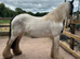 5yr old mare