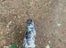 Lilac merle French bulldog