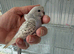 Beautiful Hand Tame Texas Clearbody Frillback Hen Budgie Ready Soon