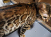 Rosette bengal for sale