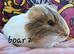 Male guinea pigs
