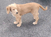 Selling puppies