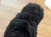 F1b female cockapoo only to loving home