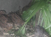 Japanese Quail