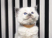 Ragdoll kittens