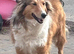 Shetland sheepdog girl