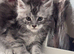 Gorgeous Pedigree Maine Coon Kittens Grand Champions Line