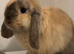 Baby mini lop bunny rabbit