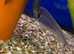 Thai Glass Catfish (Kryptopterus bichirrhis)