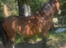 Super welsh section a yearling filly