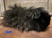 Pure Bred Lunkarya Boar
