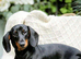 Mini dachshund female