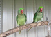 Alexandrine parrot Glasgow
