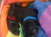 Full blooded German Shepherd puppies.