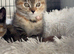 3 Beautiful Kittens 9 Weeks