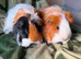 3 female sheltie guinea pigs