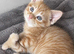 Ginger kittens