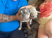 Frenchie/chihuaua