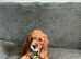 6 FOX RED CAVAPOO BOYS READY NOW
