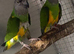 Proven Breeding pair of Senegal