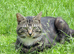 BRITISH SHORTHAIR X KITTENS FOR SALE