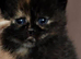 Black tortie male