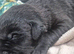 Beautiful borador puppies
