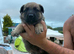 German Shepard x Belgium Mali pups