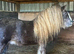 Palomino colt foal to make 14.2:3