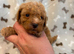 Maltipoo puppies small toy Maltese x toy poodle red apricot dog puppy
