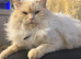 Ragdoll boy for rehoming