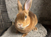 Mini Rex buck