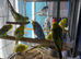 Baby budgies Glasgow