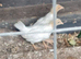 4 unsexed yokohama chicks (off heat)5 weeks old