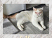 READY TO LEAVE NOW 1 BEAUTIFUL GCCF EXOTIC PERSIAN KITTENS