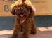 1.1 kg Korea poodle looking for home