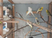 Budgies for sale
