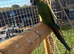 Golden collared mini macaw male