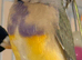 Gouildan finches 2 males &. 2 females 5 months old