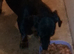 Daisy 7 month old dachshund