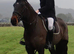 BEAUTIFULLY BRED IRISH DRAUGHT MARE - PROJECT / BROODMARE