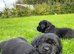 Beautiful Black Labrador Puppies