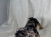 I have boys and girls silver dapple dachshunds