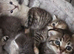 Beautiful Kittens Looking for Loving Homes