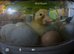 Cherry Valley Ducklings